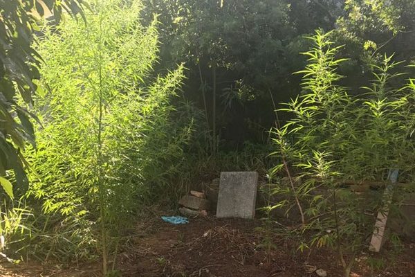 Plantação encontrada na residência de um professor em Ribeirão Pires. (Foto: Divulgação/PM).