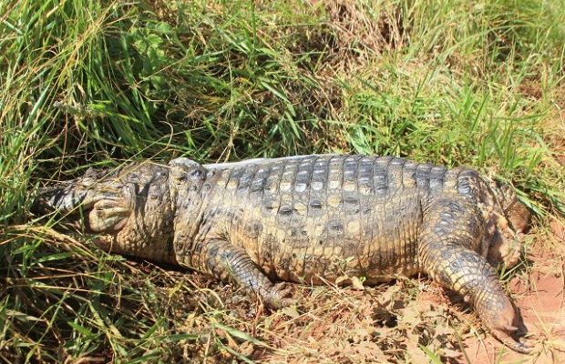 Jacaré da espécie Papo Amarelo morto com marca de tiro na cabeça e sem a calda. Foto: Divulgação