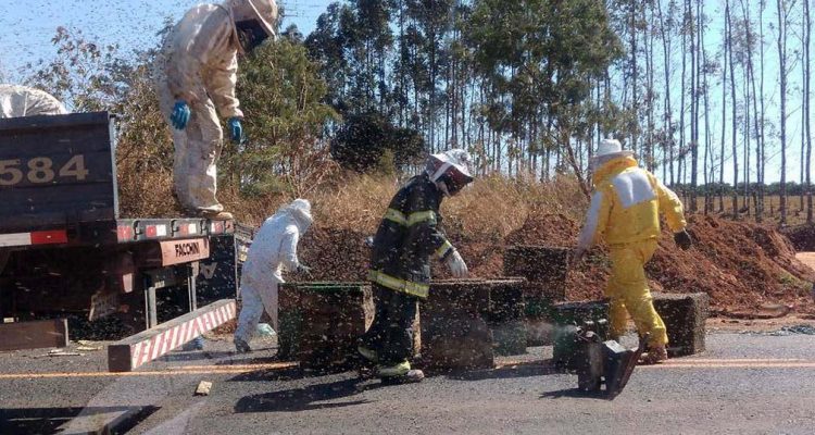 Apicultores da região e bombeiros recolheram as caixas de abelhas caídas na rodovia (Foto: Arquivo pessoal)