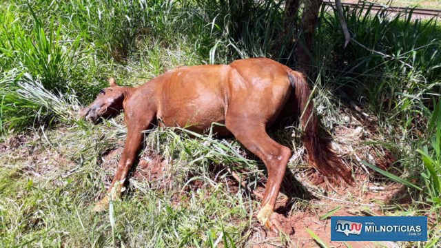 Cavalo é encontrado morto com corda amarrada no pescoço em Nova