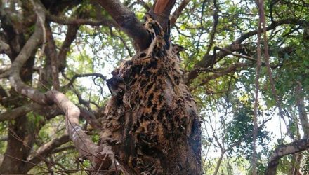 Cabeça de onça-pintada foi encontrada pendurada em árvore — Foto: Divulgação.