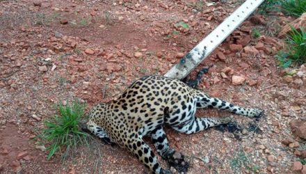 Onça-pintada morre ao ser atingida por poste derrubado por árvore em rodovia de Sinop — Foto: Divulgação.