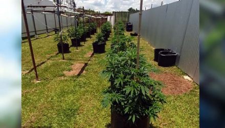 Pés de maconha apreendidos em casa de delegado da PCDF, em São Sebastião — Foto: PCDF/Divulgação