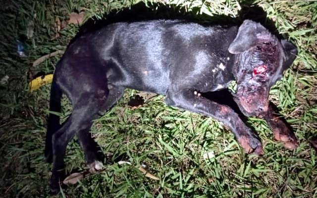 Cachorro teve face, garganta e céu da boca cortados pelo golpe da pequena foice. Foto: DIVULGAÇÃO