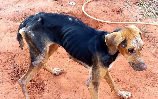 Cadela apresentava magreza excessiva, estava sem alimentação e sem água, bem como infestada de parasitas — Foto: Polícia Ambiental